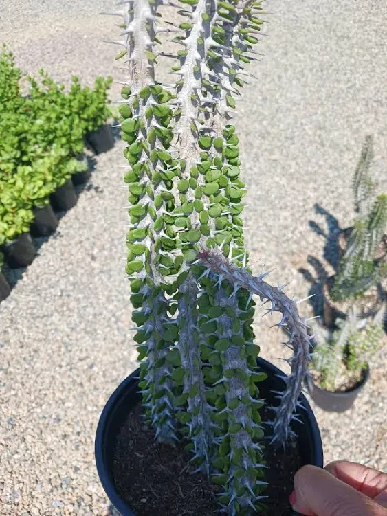 Madagascar Ocotillo / Alluaudia Procera