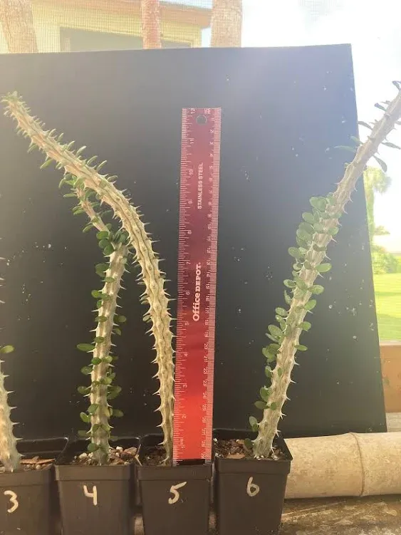 MADAGASCAR OCOTILLO or Alluaudia Procera