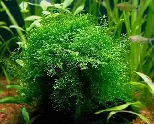 Java Moss Portion in 4 Oz Cup