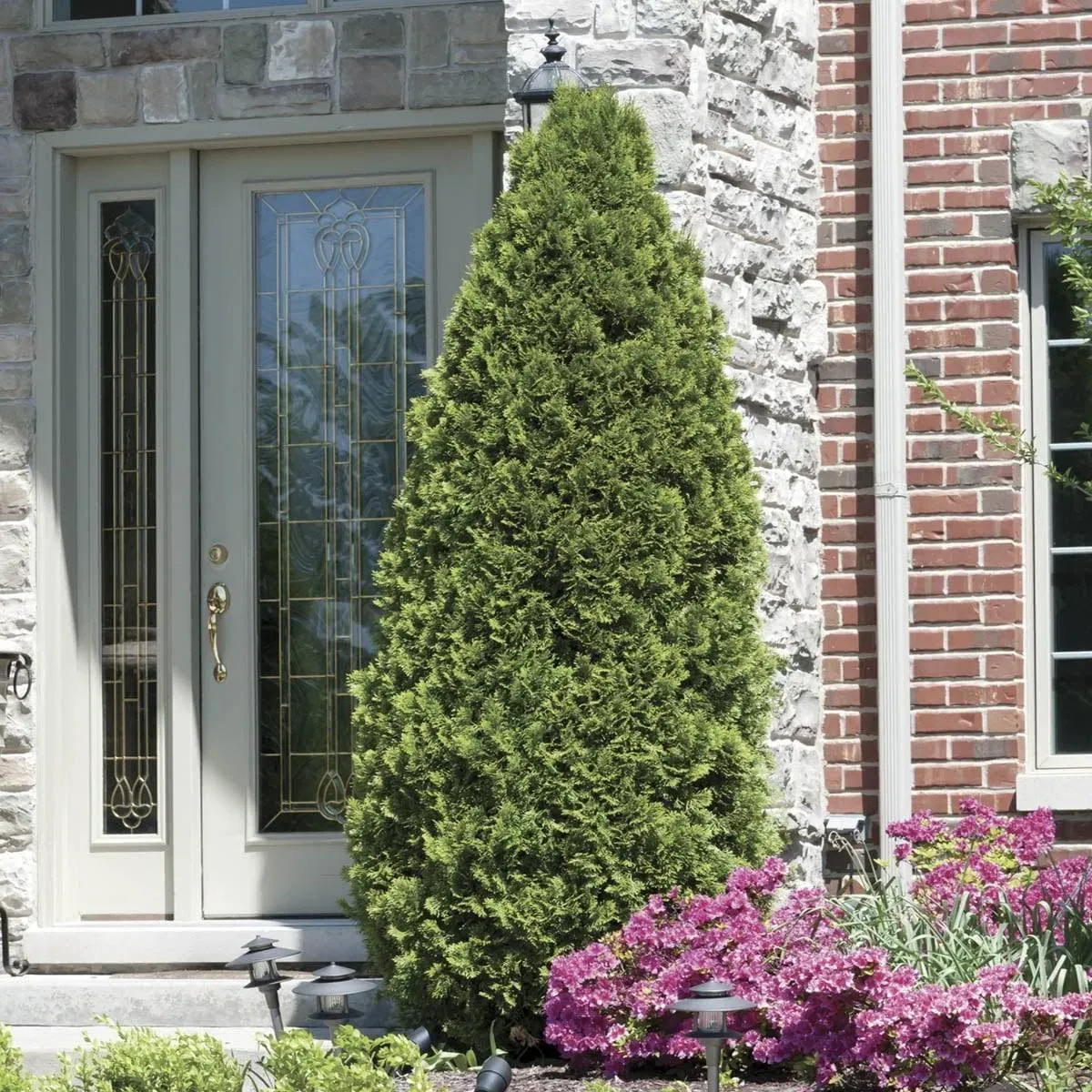 Emerald Green Arborvitae Hedge