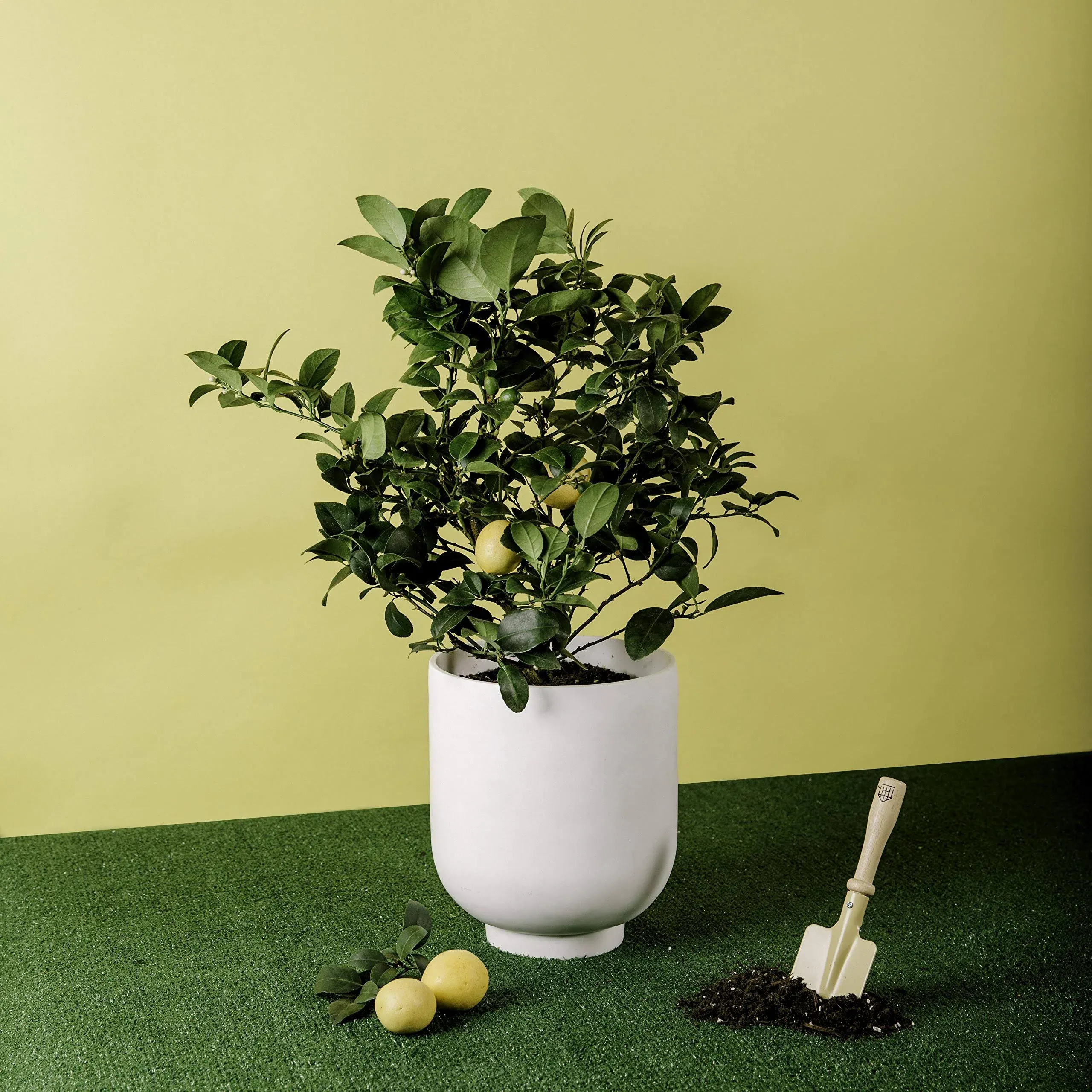 Meyer Lemon Citrus Plant No Shipping to Ca, Az, TX