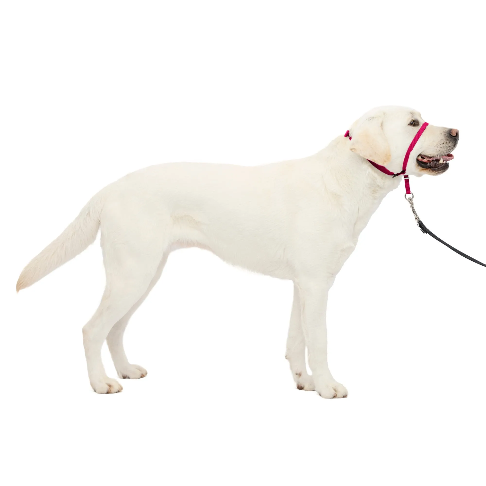 PetSafe® Gentle Leader® Headcollar, No-Pull Dog Collar, Large 60-130 Lb., Raspberry