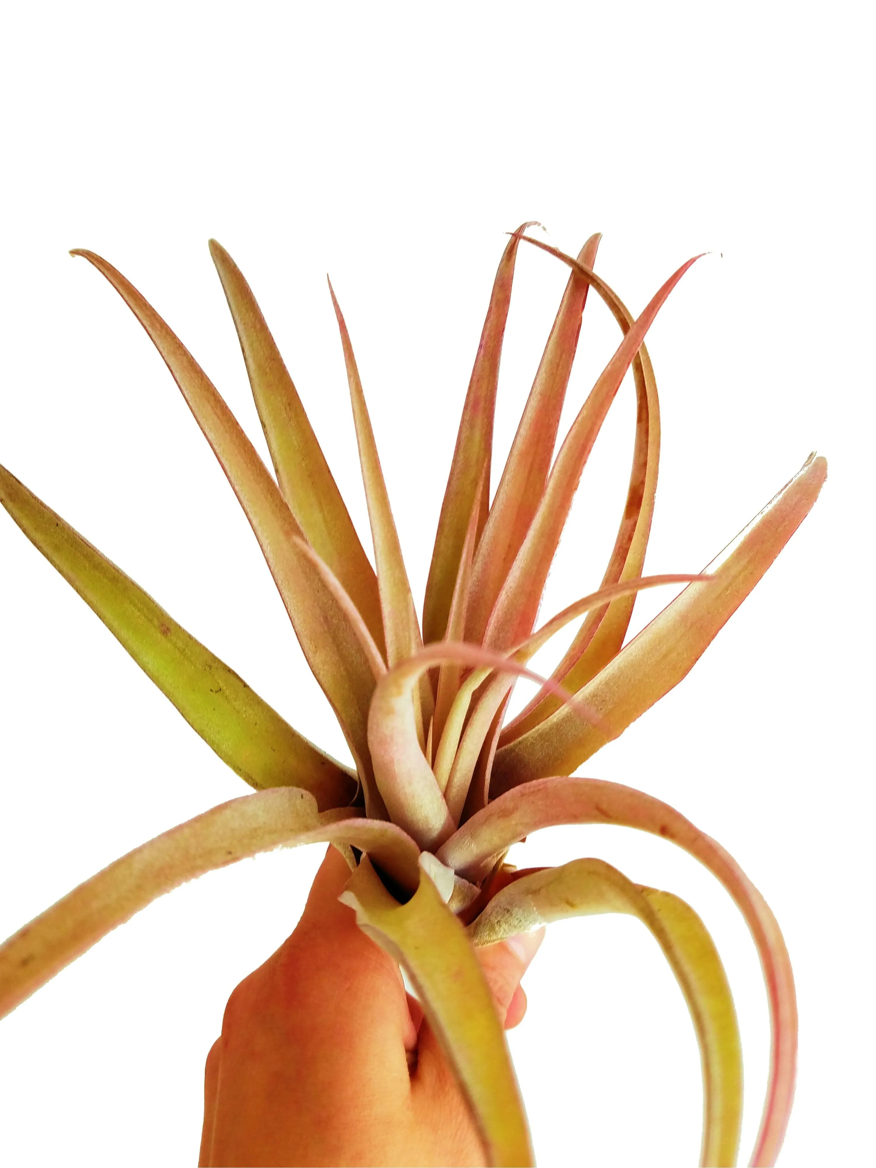 It Blooms Rainforest Grown Extra Large Capitata Peach Air Plant - Live Tillandsia - 5 to 10 Inches - 30 Day Guarantee