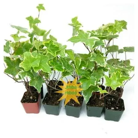 Jmbamboo - English Hedera Helix Air Purification Plant - Groundcover - 2 1/4 inch ...