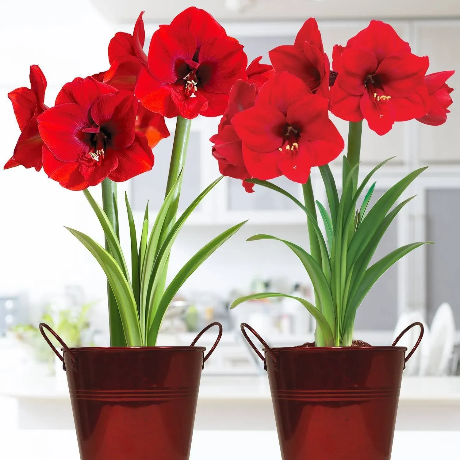 Van Zyverden Amaryllis Red Lion Duo Two Pack Kits