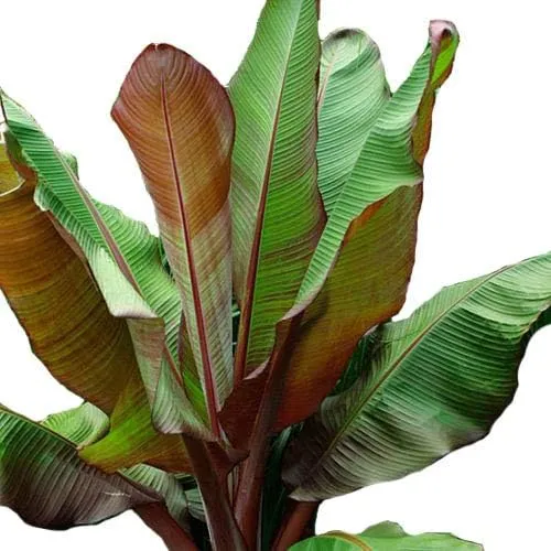 Ensete Maurelii - Red Abyssinian Banana