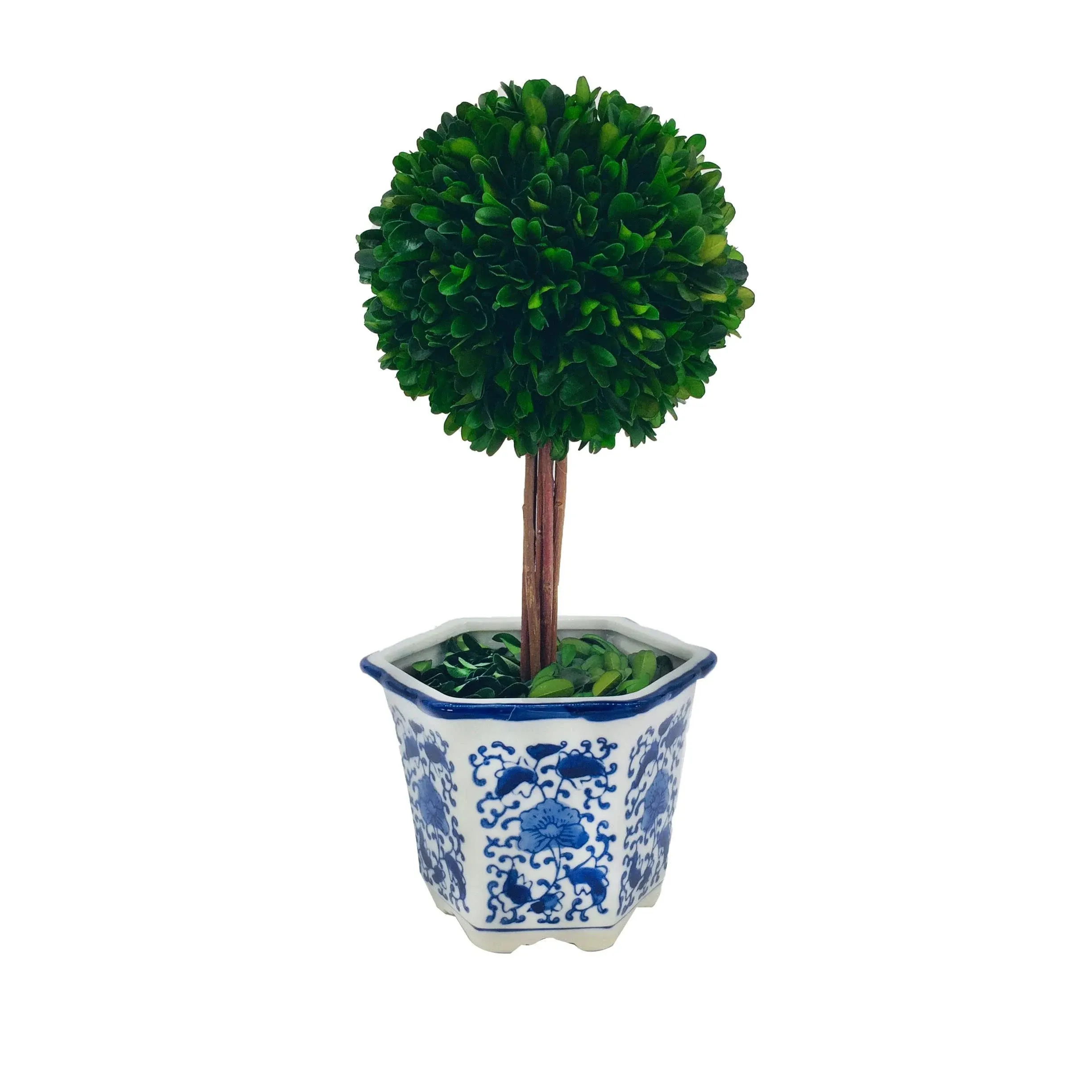 Galt International - Preserved Natural Boxwood Topiary Tree in Ceramic Pot - PLA