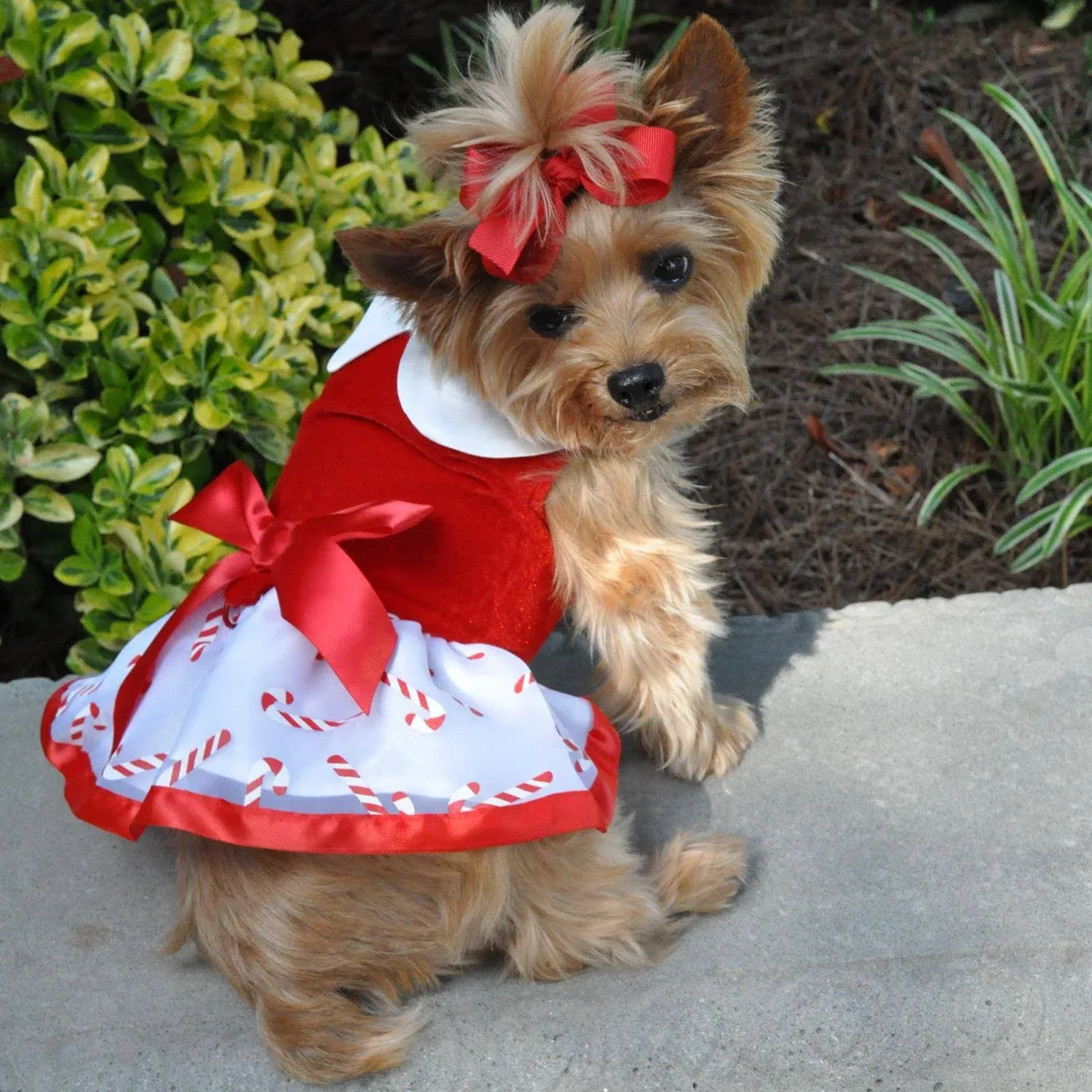 Candy Canes Holiday Dog Harness Dress