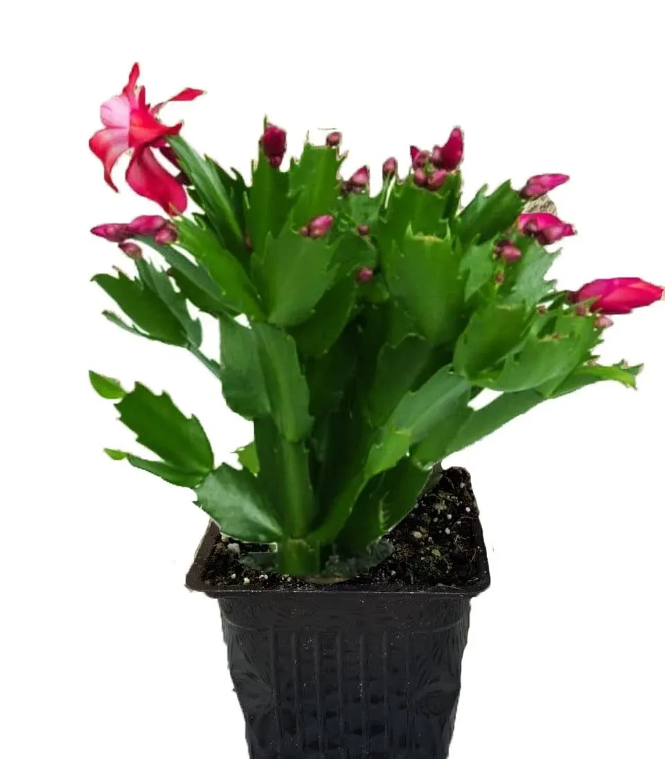 4" PinkChristmas Cactus Live Plant. Easy to Grow and Care. Holiday Thanksgiving ...