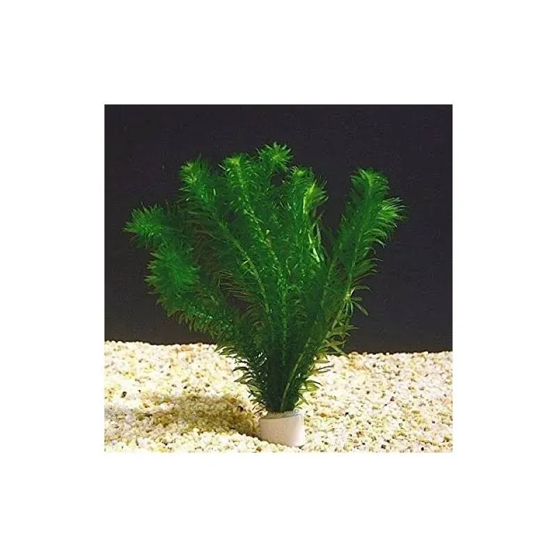 New Anacharis Egeria Elodea Densa Beginner Tropical Live Aquarium Plants Java Moss