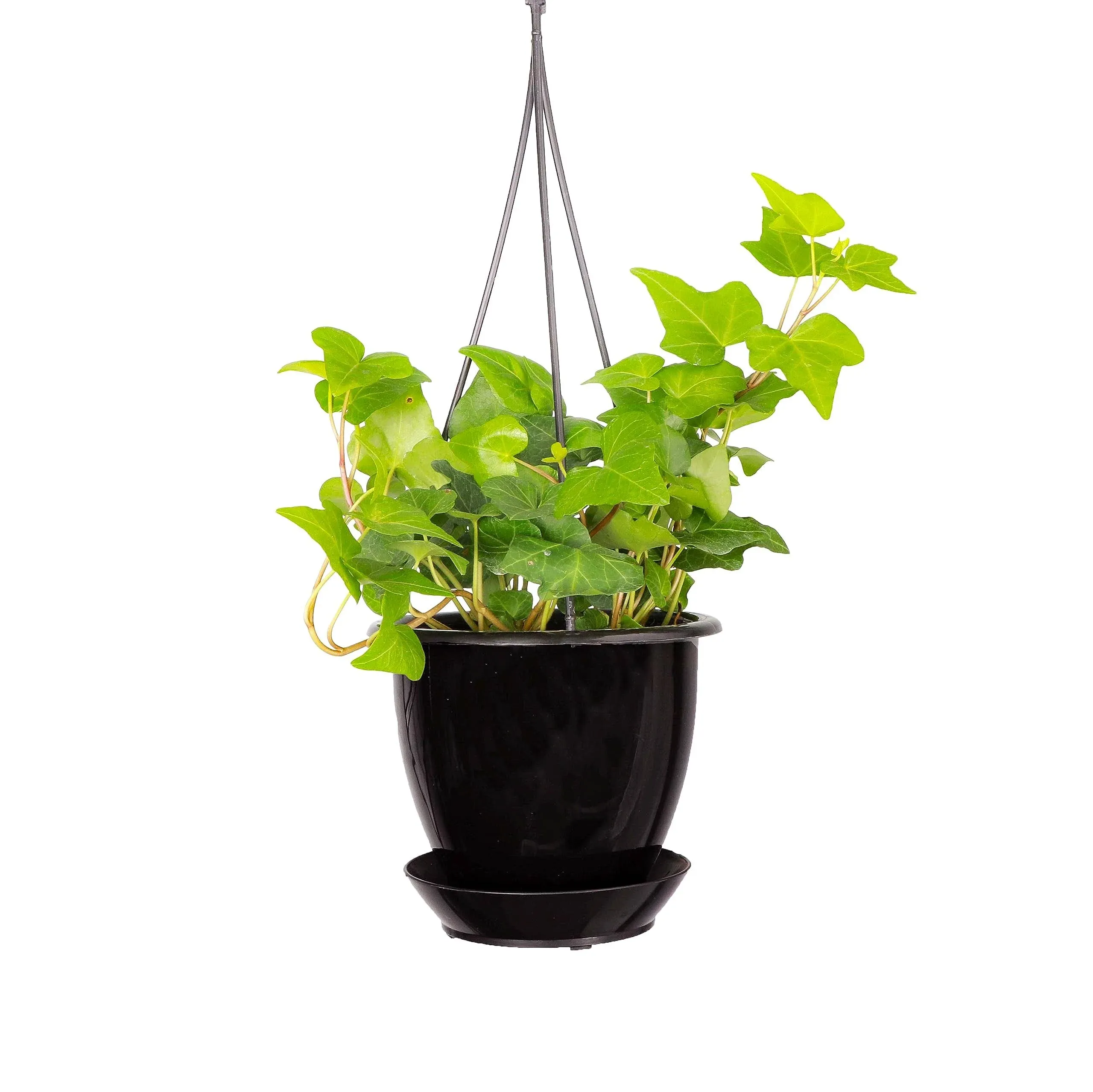 Live Green English Ivy Plant - 4 inch Hanging Pot - Black