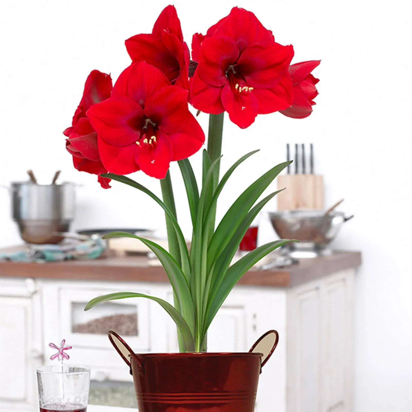 Van Zyverden Amaryllis Kit Red Lion With Artisan Decorative Planter