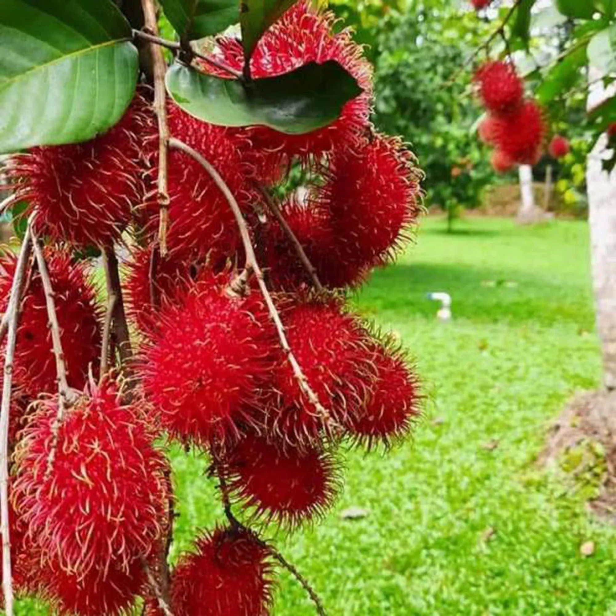 CHUXAY Garden Rambutan Tree-Tropical Fruit Hairy Lychee 5 Seeds Vegetables and ...