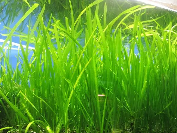 6 Jungle Val - Jungle Vallisneria Live Aquarium Freshwater Plants