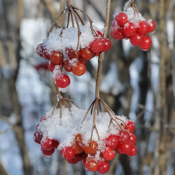 American Cranberry Indoor/Outdoor Fruit Tree