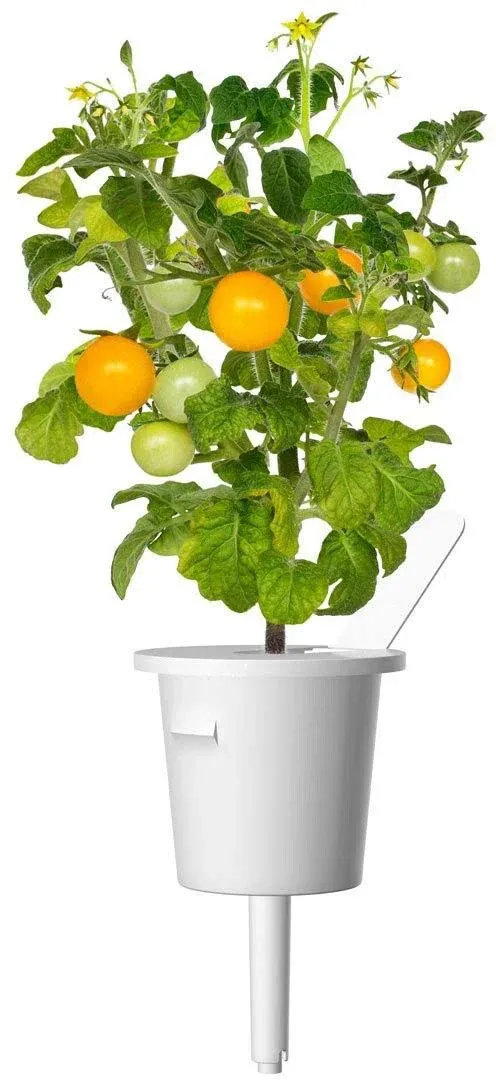 Click & Grow Yellow Mini Tomato Plant Pods