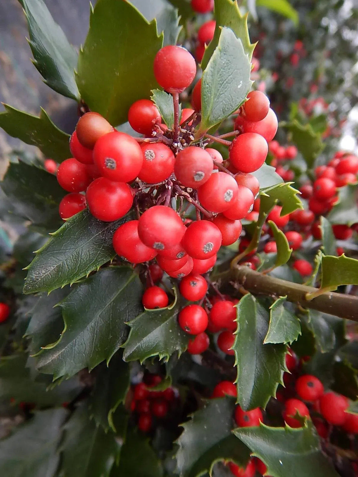 Live plant from Green Promise Farms Ilex X meserveae 'Berryific' (Holly) Evergreen, 2-Size Container, Male/Female Plant