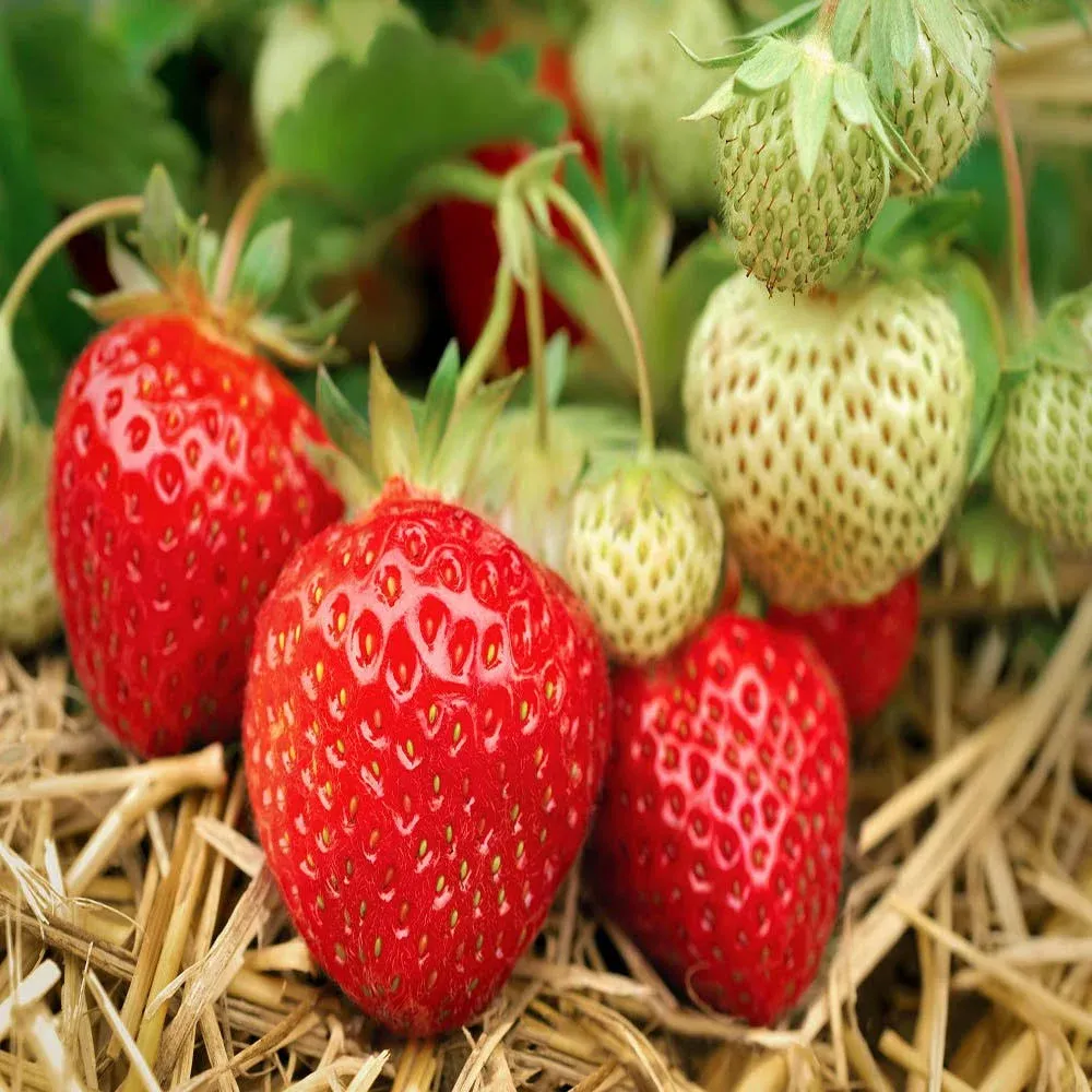 Seascape Beauty Everbearing 10 Live Strawberry Plants, Non GMO,