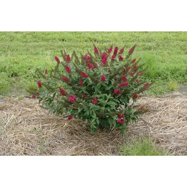 Proven Winners Miss Molly Butterfly Bush (Buddleia) Live Shrub, Deep Pink Flowers, 4.5 in. Quart