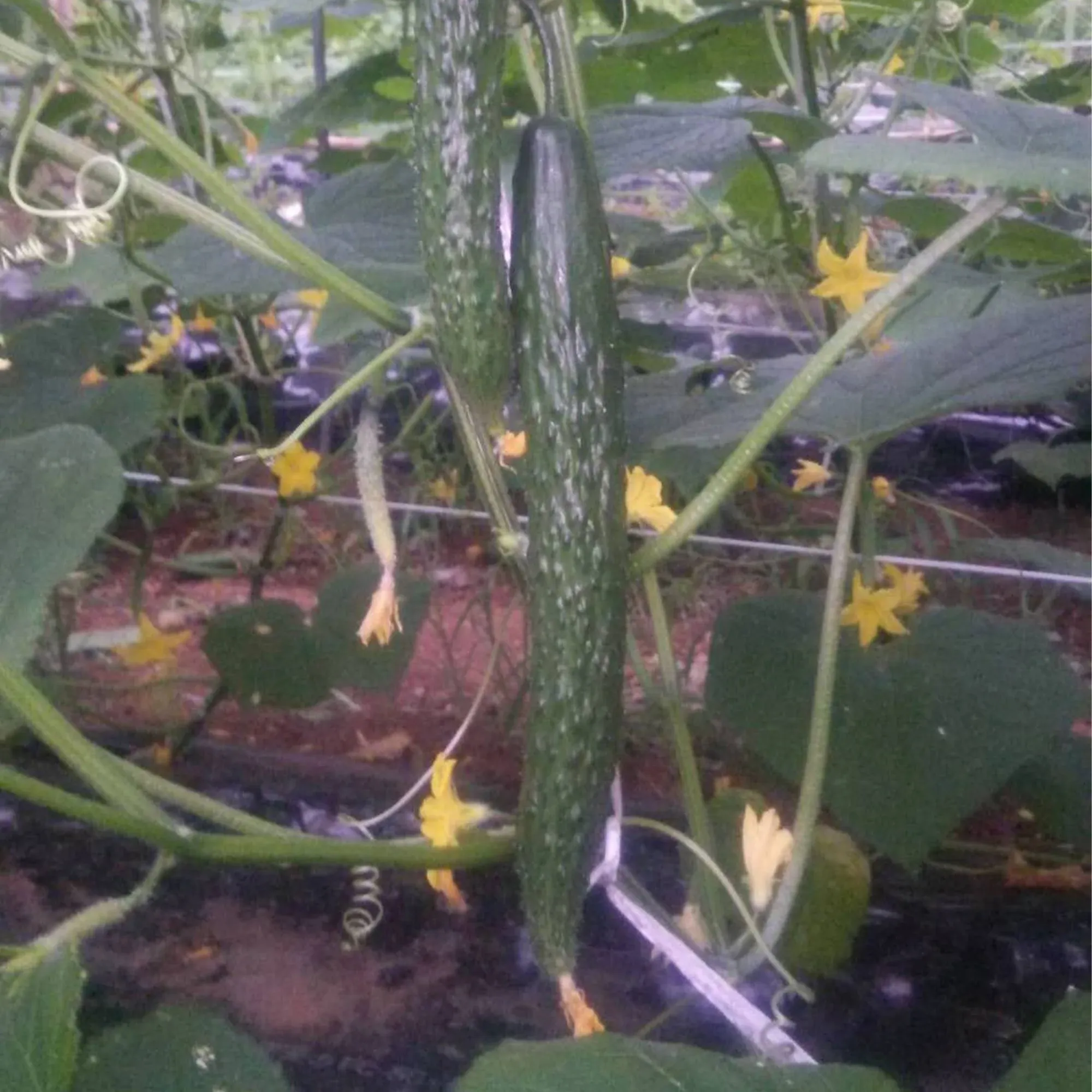 Cucumber Seeds - Dragon Suhyo Cross - Hybrid - 500 mg Packet ~20 Seeds - Non-GMO ...