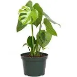 American Plant Exchange Monstera Deliciosa Split-Leaf, Live Tropical Plant, 6-Inch Pot, Vining Houseplant, Green