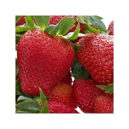 20 Honeoye Strawberry Fruit Plants - Incredibly Sweet Berry! - (20 Bare Root Plants for Shipping) Zone 3-8. Organic Grown in USA.