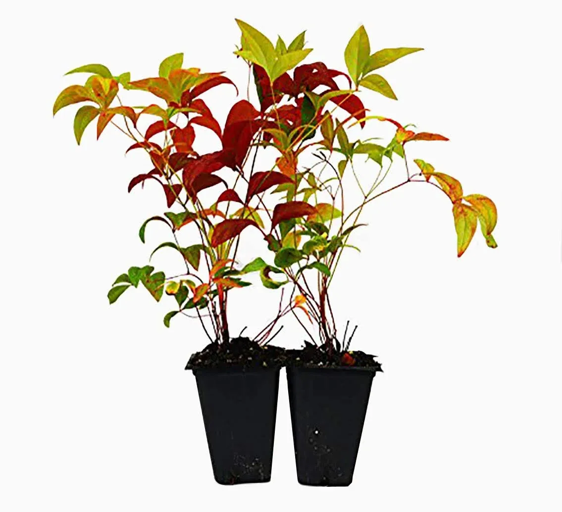 9GreenBox - Nandina Domestica Fire Power (Heavenly Bamboo) - 2 Pack