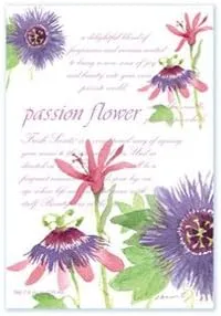 Fresh Scents Scented Sachets - Passion Flower, Lot of 6 by Fresh Scents