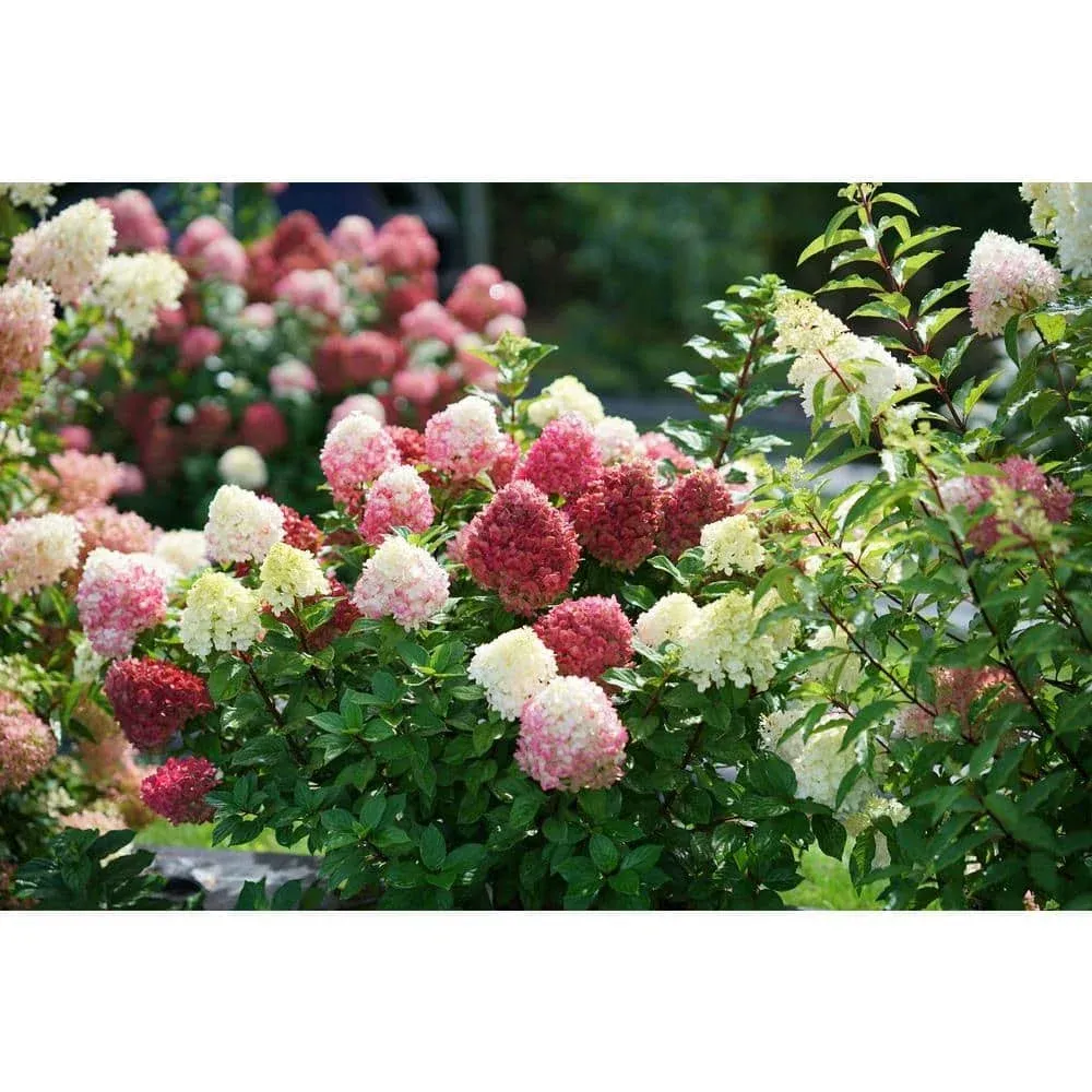 1 gal. Little Lime Punch Panicle Hydrangea (Paniculata) Live Plant, Sh