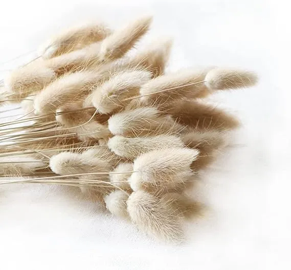 Natural Dried Lagurus ovatus 100 Pcs, Boho Home Decor Bouquet, Dried Bunny Tails