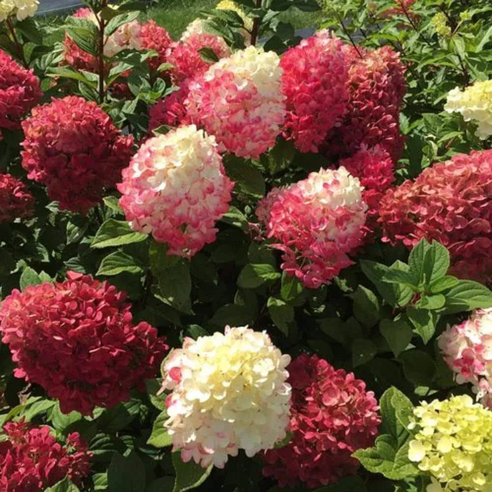 LITTLE LIME PUNCH**Hydrangea Starter Plant