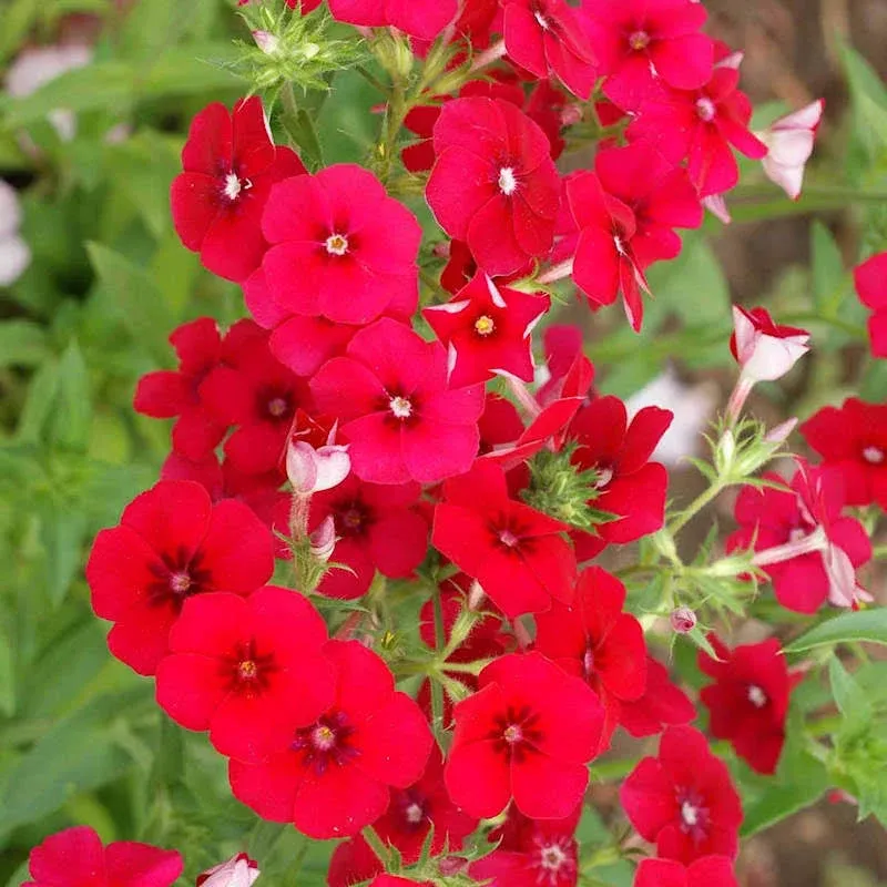 Everwilde Farms Red Drummond Phlox Native Wildflower Seeds