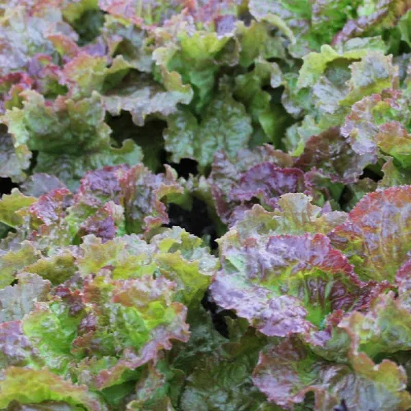 Organic Prizehead Leaf Lettuce Seeds