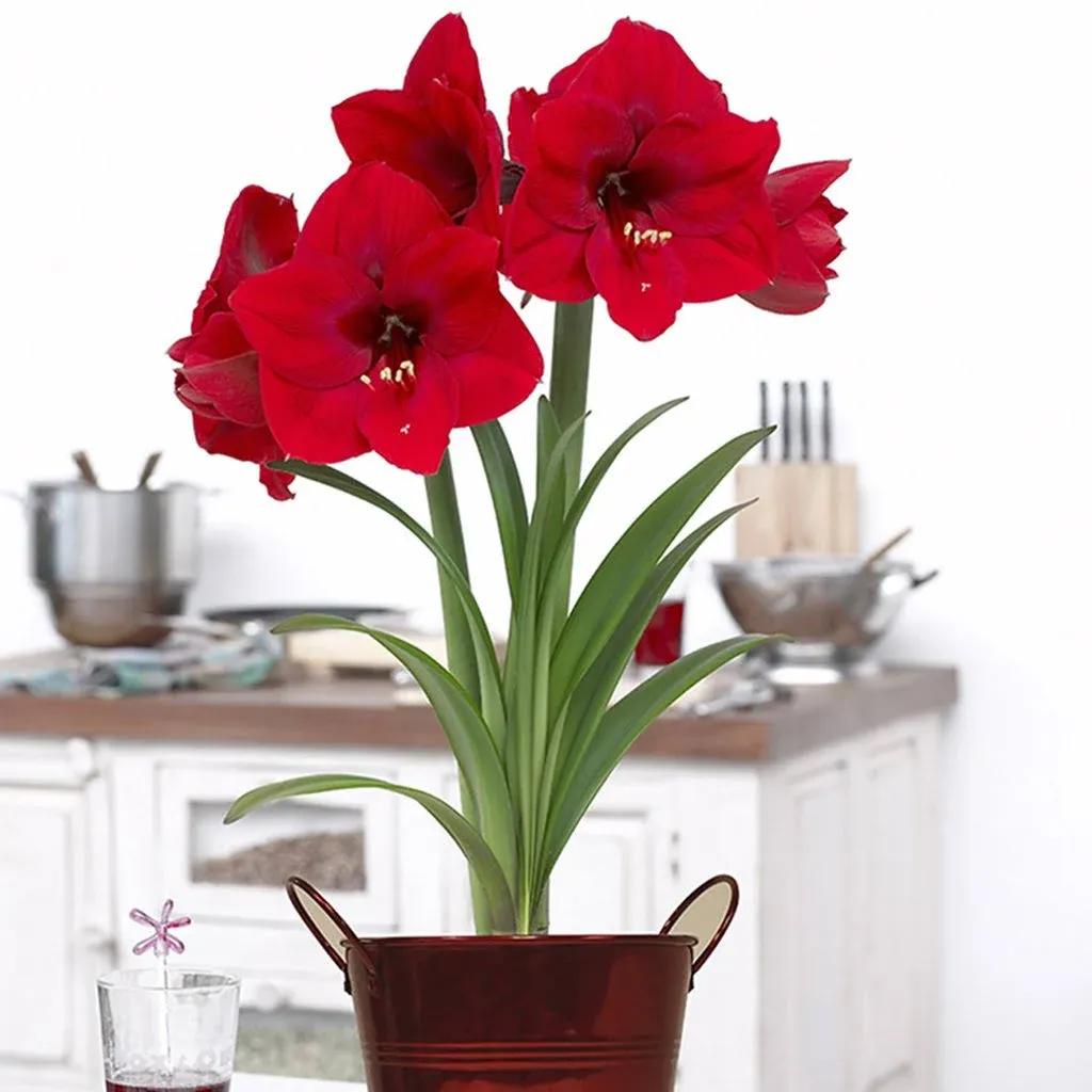 VAN ZYVERDEN Amaryllis Red Lion Bulb Kit with Artisan Decorative Planter 87220