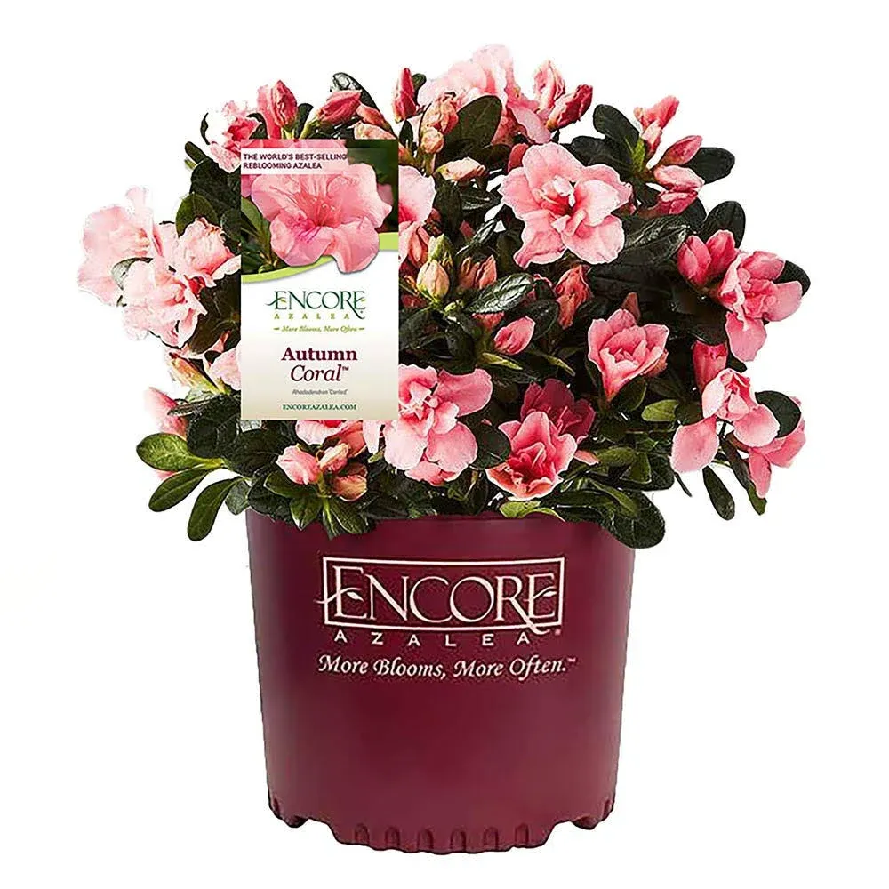 Encore Azalea 1 Gallon Autumn Coral Azalea Shrub