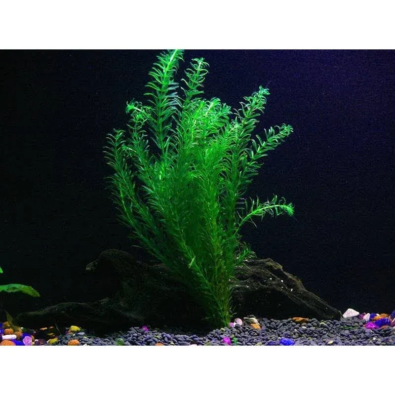 AquaLeaf Aquatics Pond Oxygenating Elodea Anacharis Bunch Plants