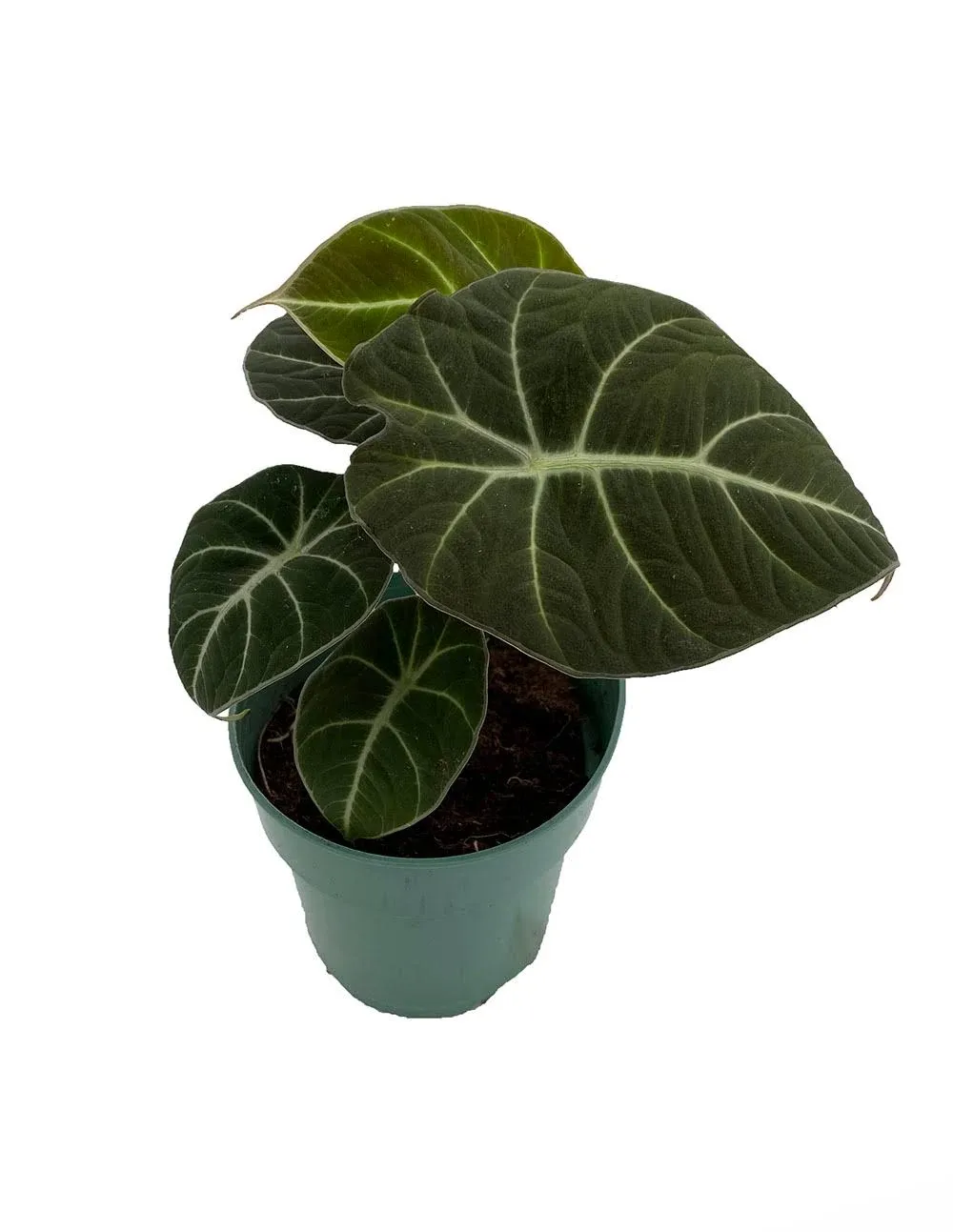 Hirt's Gardens Black Velvet Dwarf Alocasia Plant