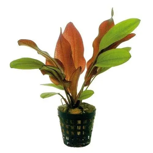 Potted Live Aquarium Plants | Freshwater Aquatic Plants for Aquariums (Red Flame Sword)