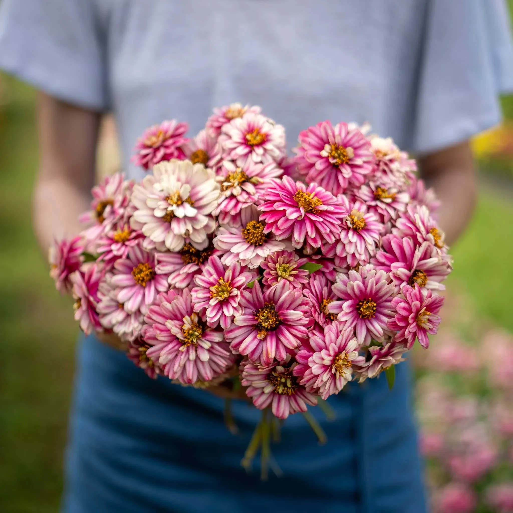 Eden Brothers Zinnia Seeds - Zahara Double Raspberry Ripple, Non-GMO Seeds for Planting, Packet | Low-Maintenance Flower Seeds, Plant During Spring, Zones 3, 4, 5, 6, 7, 8, 9, 10