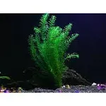 AquaLeaf Aquatics Pond Oxygenating Elodea Anacharis Bunch Plants - Imported and USDA Approved