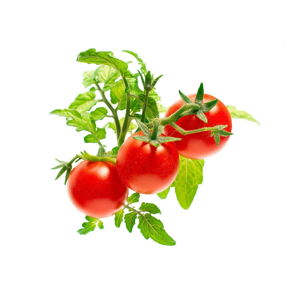 Click and Grow Smart Garden Mini Tomato Plant Pods 9-Pack