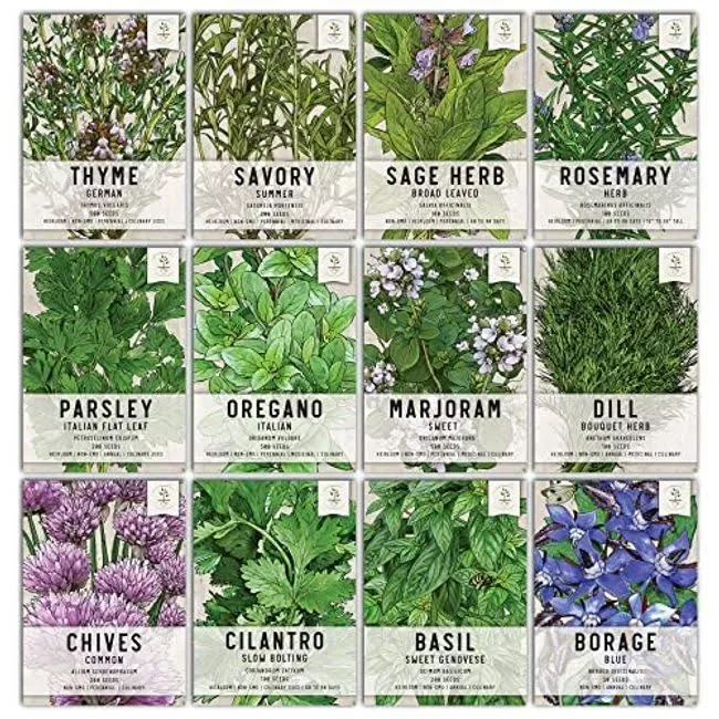 Herb Seeds Variety Pack Culinary Herb Collection (12 Individual Herbs for P