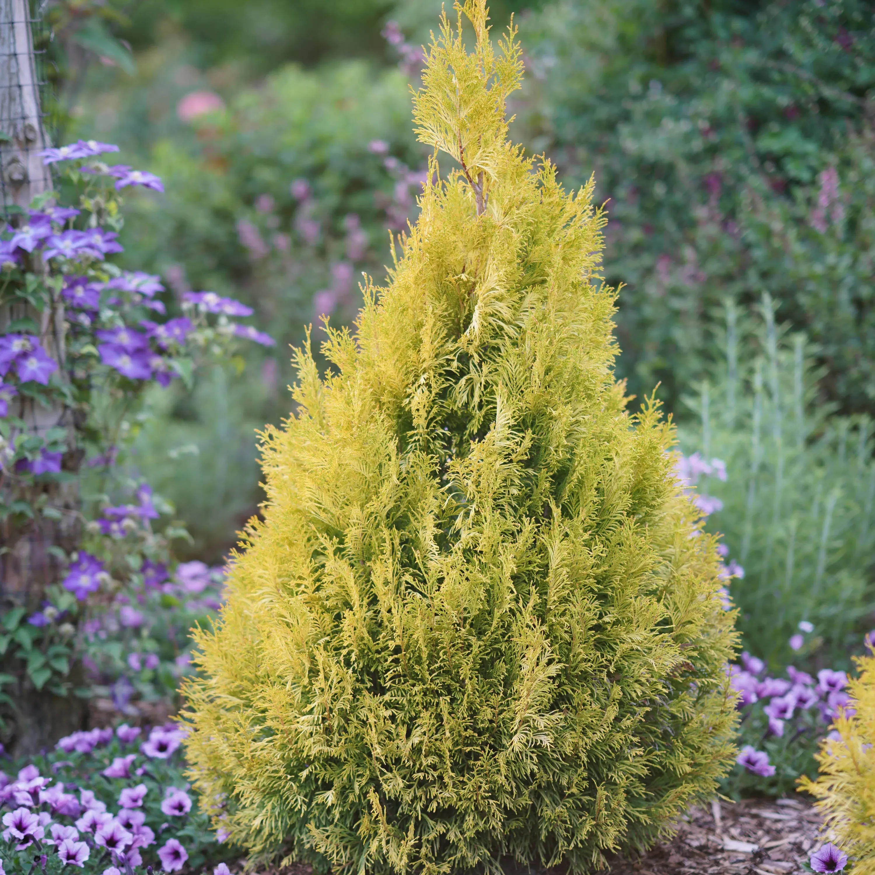 Fluffy® Arborvitae (Thuja)