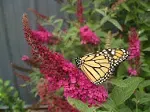 Proven Winners 1 Gal. Miss Molly Butterfly Bush Live Shrub