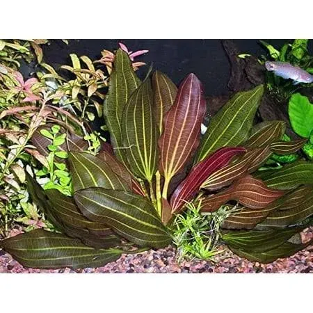 Potted Melon Sword - Beginner Tropical Live Aquarium Plant