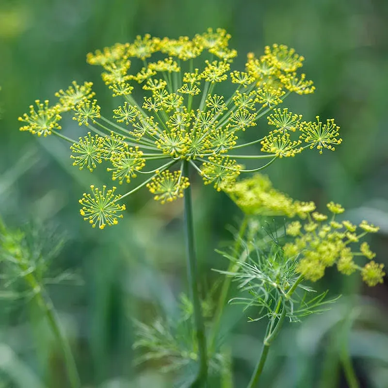 2000 Dukat Dill Herb Seeds - Everwilde Farms Mylar Seed Packet