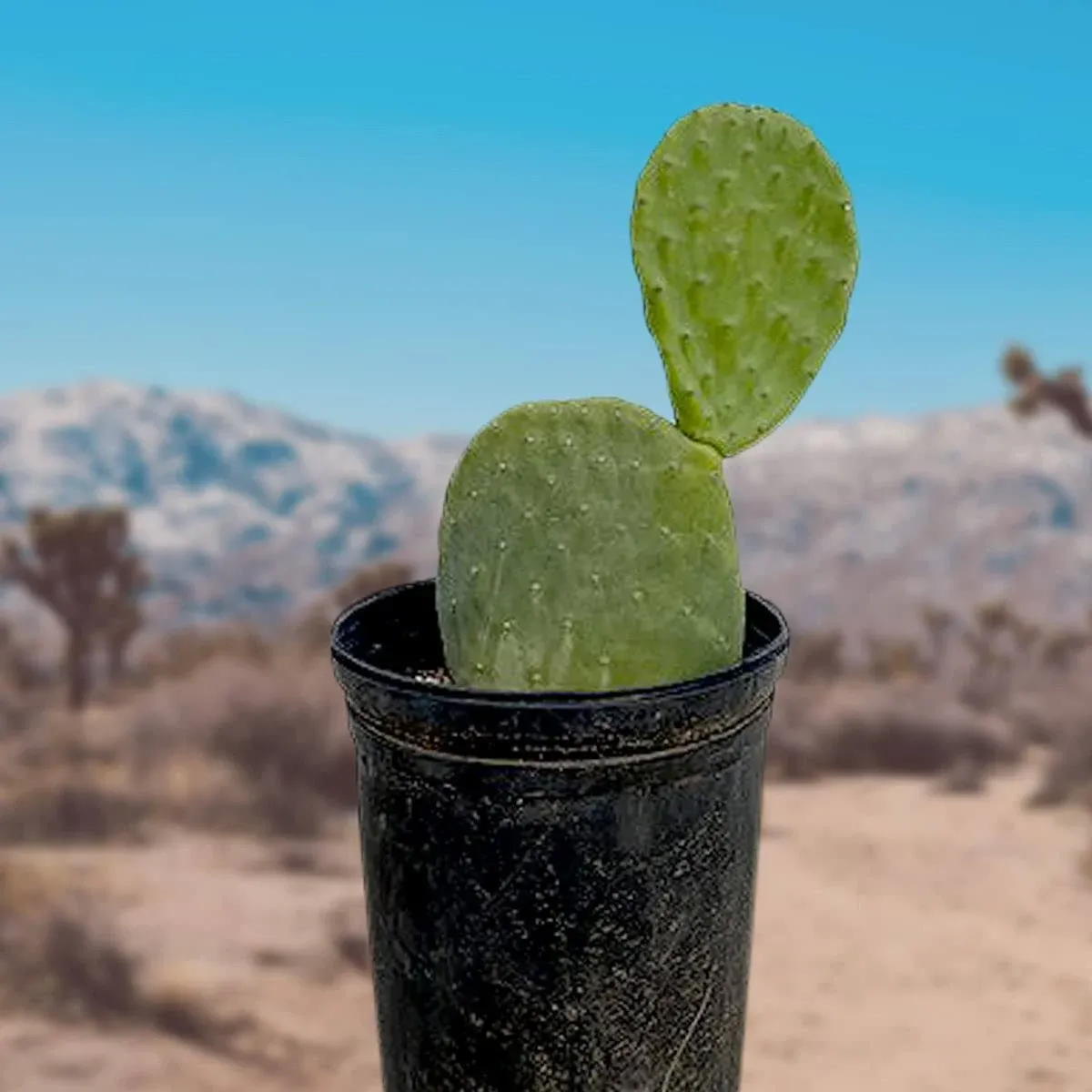 Nopal Prickly Pear