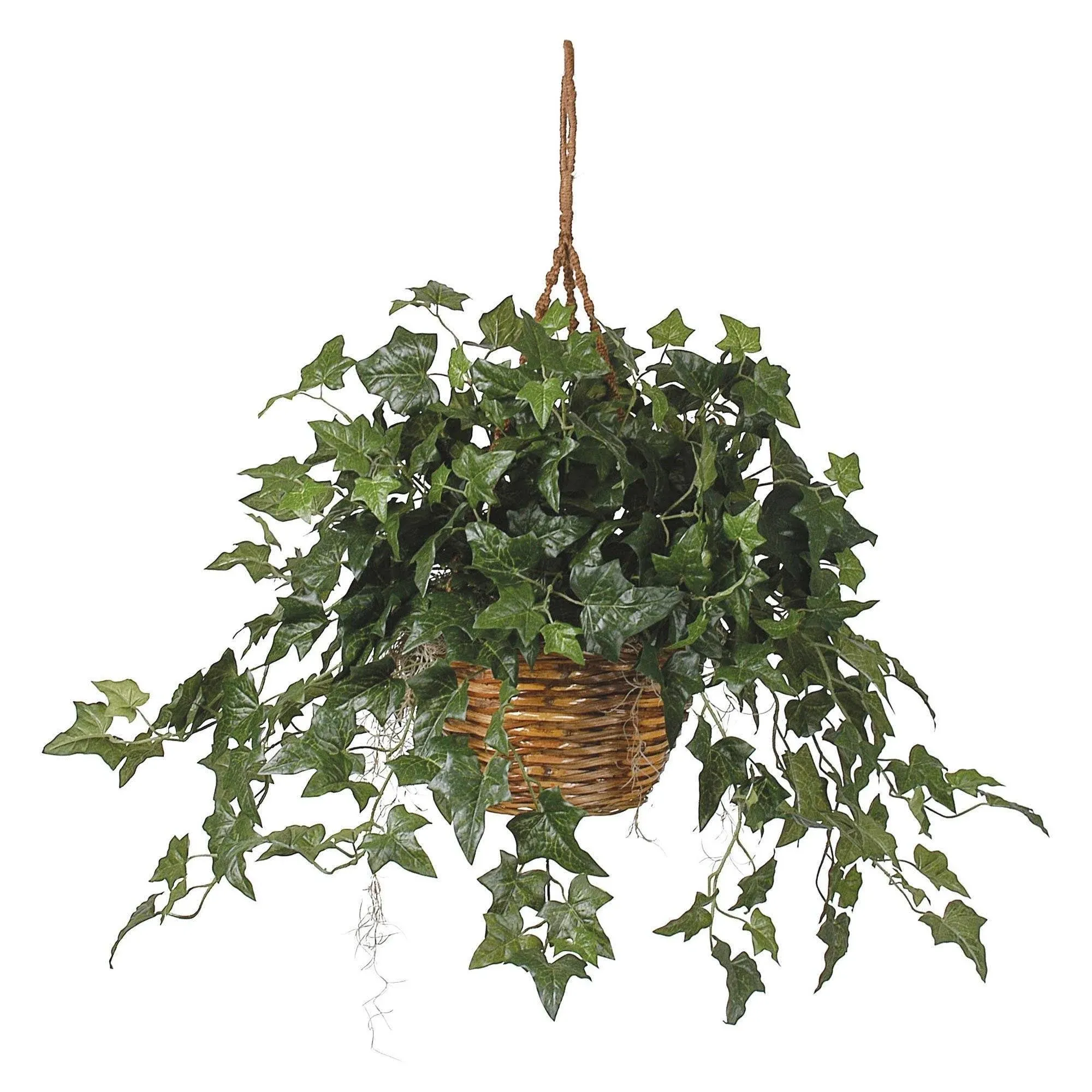 English Ivy Hanging Basket, 36 in x 36 in x 26 in, Green