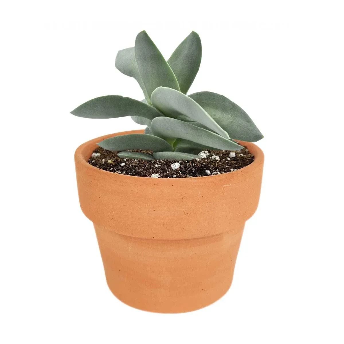 Succulents Box Crassula Falcata Propeller Succulent Plant