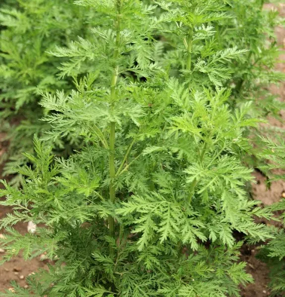 1000 Sweet Wormwood Artemisia Annua Sweet Annie Mugwort Sagewort Fragrant Herb Seeds